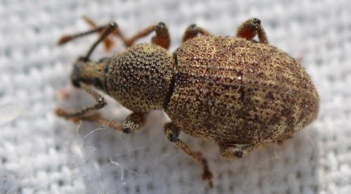 Réf. 325 411 : Otiorhynchus singularis